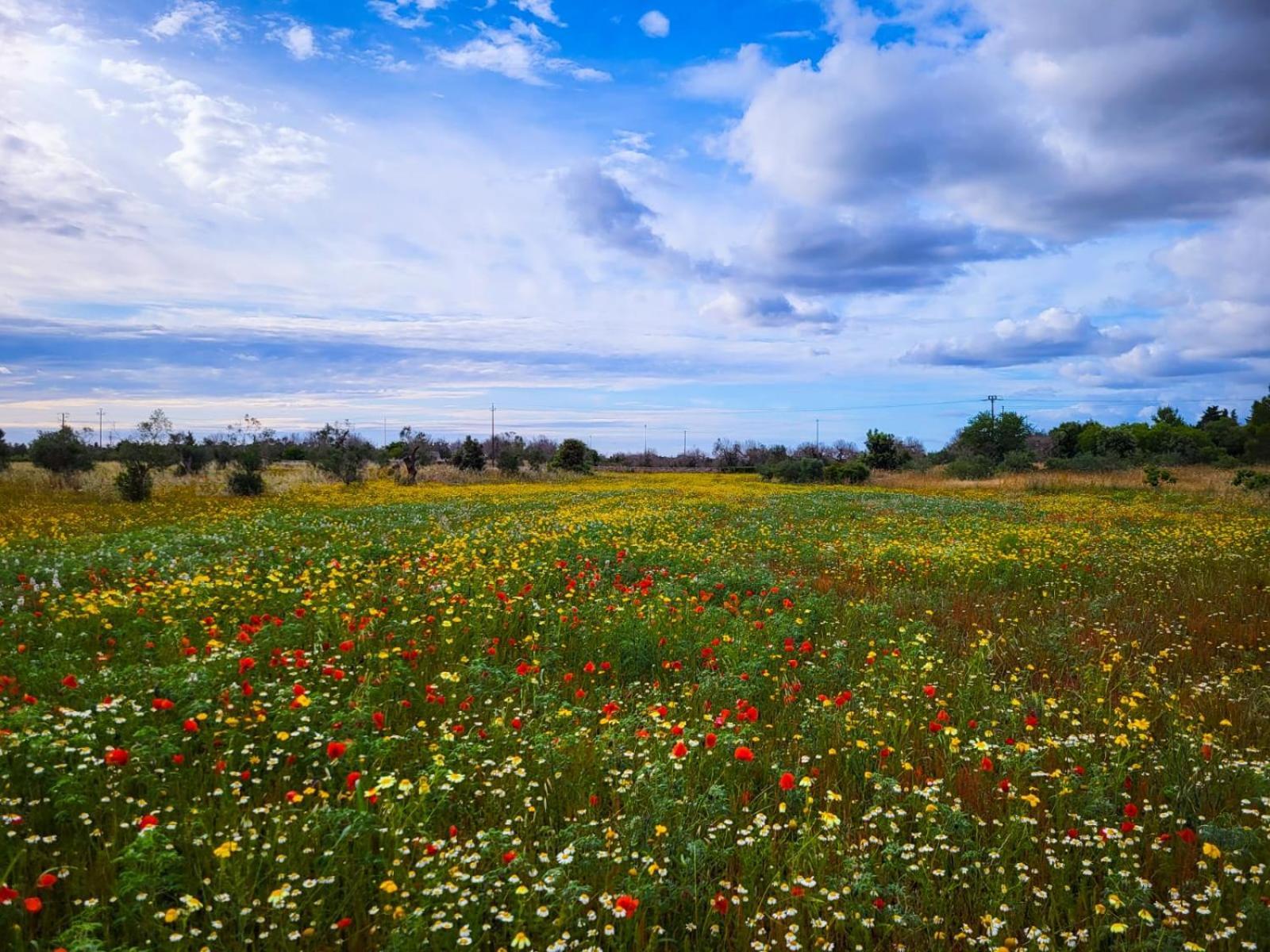 Agriturismo Villa Coluccia Martano Bagian luar foto